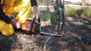 Best Emergency Tree Removal  in Clinton, NY