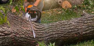 Trusted Clinton, NY Tree Care Experts