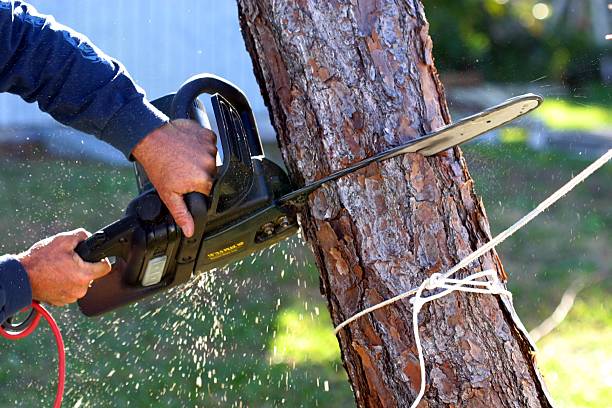 Best Fruit Tree Pruning  in Clinton, NY