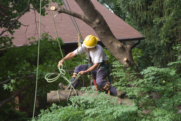 How Our Tree Care Process Works  in  Clinton, NY
