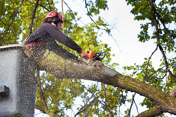 Best Lawn Irrigation Installation and Maintenance  in Clinton, NY