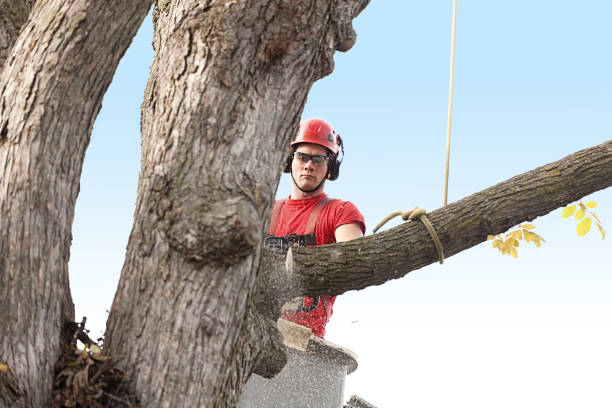  Clinton, NY Tree Care Pros