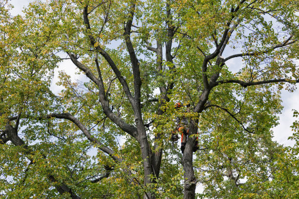 Best Arborist Consultation Services  in Clinton, NY